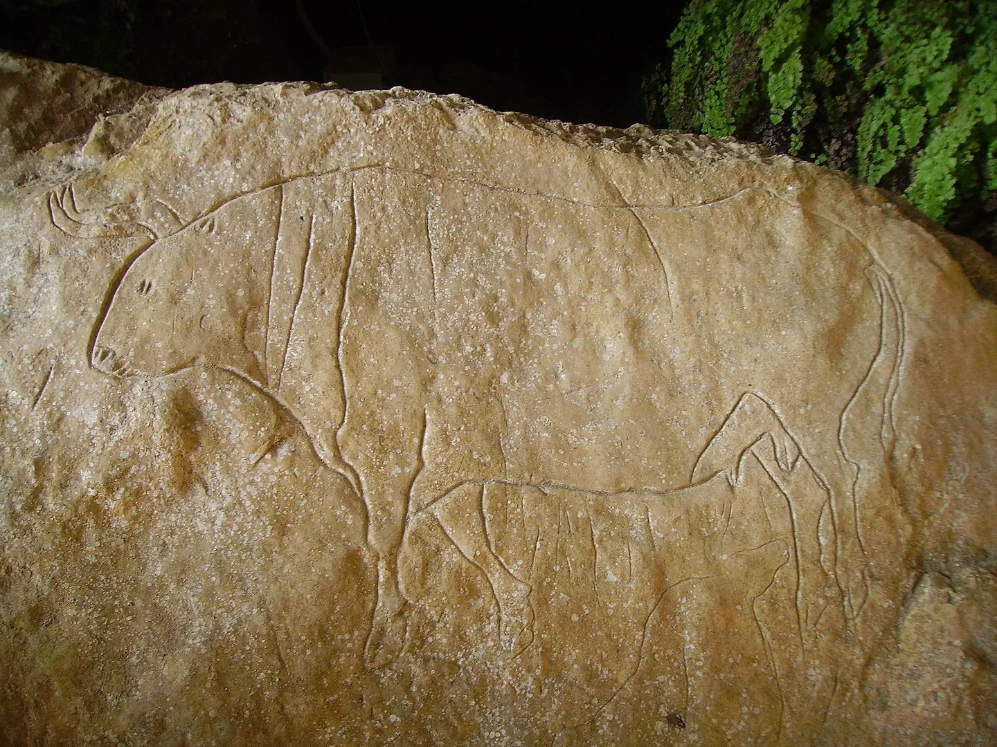 Bos primigenius, incisione rupestre nella Grotta del Romito, Papasidero